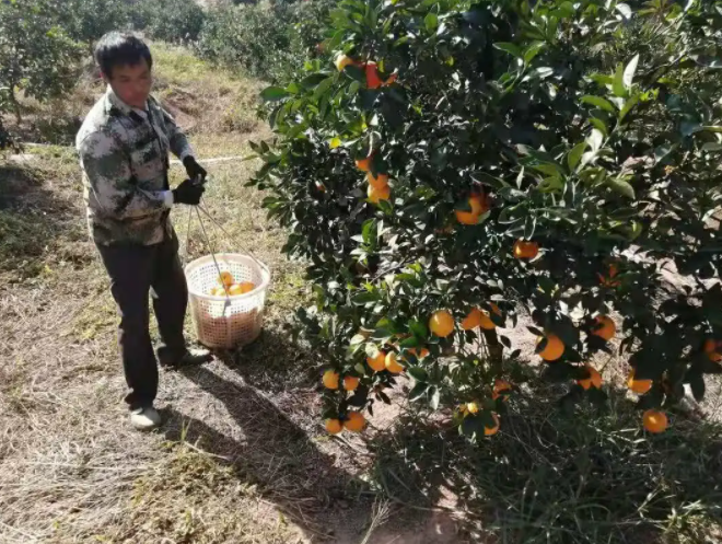 甘做脐橙产业发展路上的“螺丝钉” （江西水果三宝之一，得多好吃的赣南脐橙，才被誉为“香水炸弹”？）