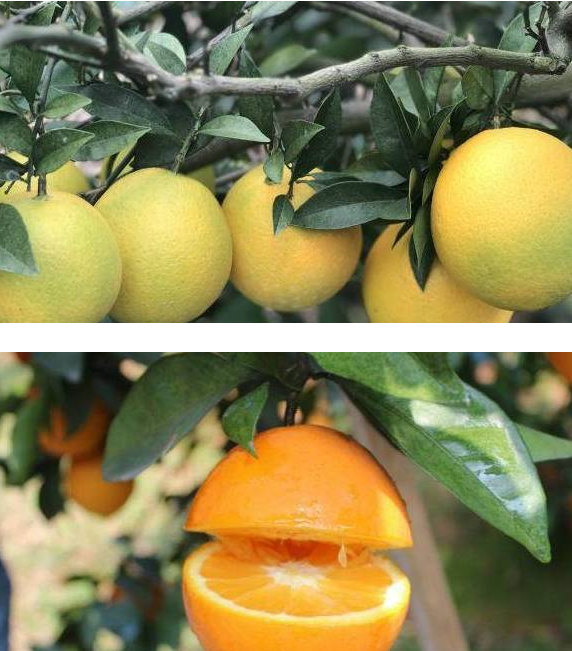 江西赣南脐橙：一种尝了就想拔草的甜鲜橙！（安远脐橙）