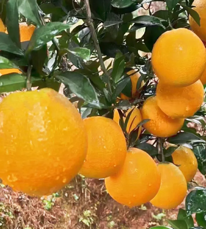 为什么吃脐橙都选赣南脐橙?（赣南脐橙的50年：农业“当家树” 农村“致富树” 农民“摇钱树”）