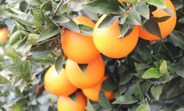 脐橙的营养价值功效与作用（果树栽培：脐橙高产栽培技术）