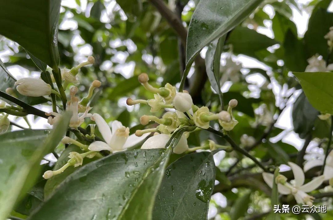 五月脐橙树要做好病虫害防治、保果及排水工作