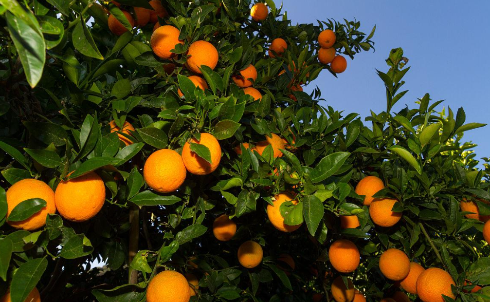橙子补钾吗（橙子树苗一般几年才能结果？）