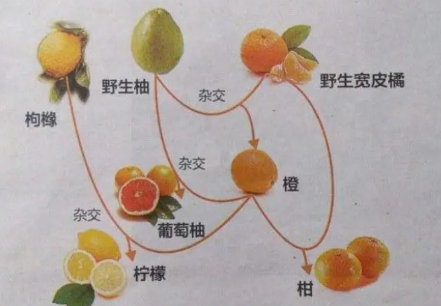 芒果和橙子能一起吃吗（橙子竟然是橘子和柚子杂交而来的）