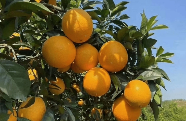 橙子和橘子哪个营养价值高（全国哪的橙子最好吃？）