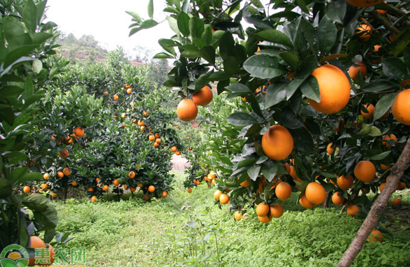 橙子树怎么种（黄瓜和橙子能一起榨汁吗）