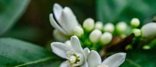 三月芳香四溢的脐橙花，绿叶中雪白的花朵美丽别致，雨中花开动人（脐橙怎么嫁接）