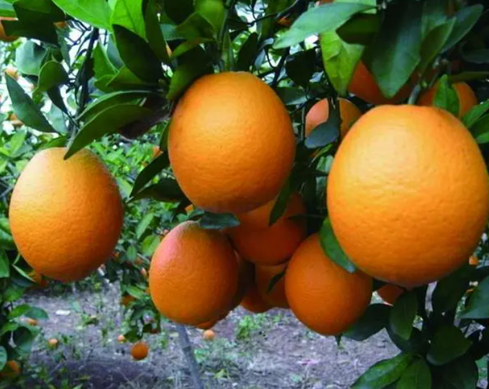 中国赣南脐橙产业园（赣州脐橙节的标志含义）