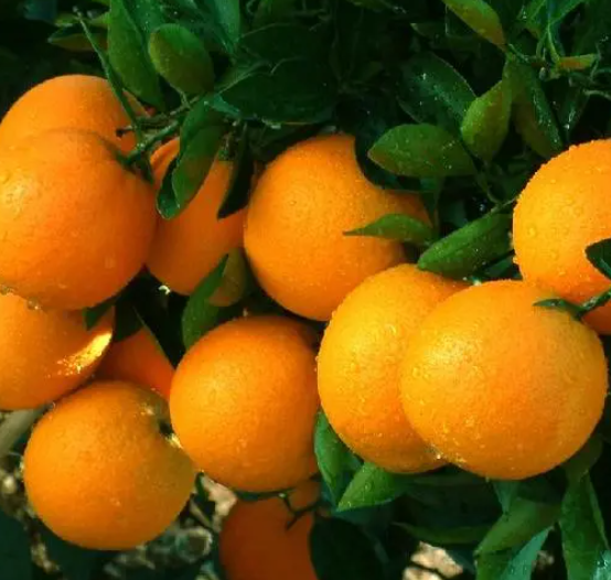 赣南脐橙： 从一棵树到一个产业集群（信丰脐橙实现品牌价值八连冠 成为“华夏第一橙”）