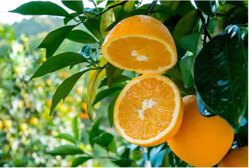红色圣地的绿色“橙”就（赣南脐橙产业发展分析：挖掘脐橙市场的潜力与机遇）
