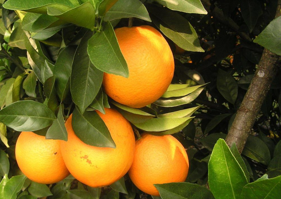 脐橙树的修剪方法（脐橙冬季抽梢开花该怎么办呢？）