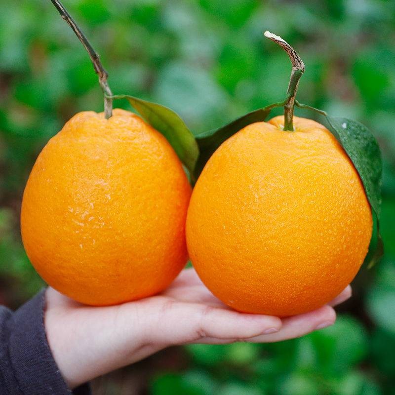 寻乌脐橙和信丰脐橙哪个好吃？（脐橙得了溃疡病什么药比较好）