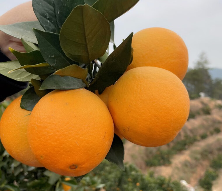 江西赣南脐橙几月份成熟赣南脐橙几月份上市和下市（脐橙几月种植比较好）
