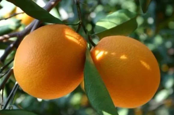 红心橙子的营养价值有哪些（柳橙和脐橙有什么不同）