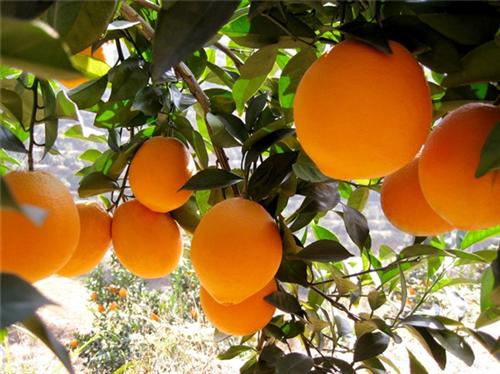 中国十大名橙排名公认排序（脐橙幼树怎样控花）