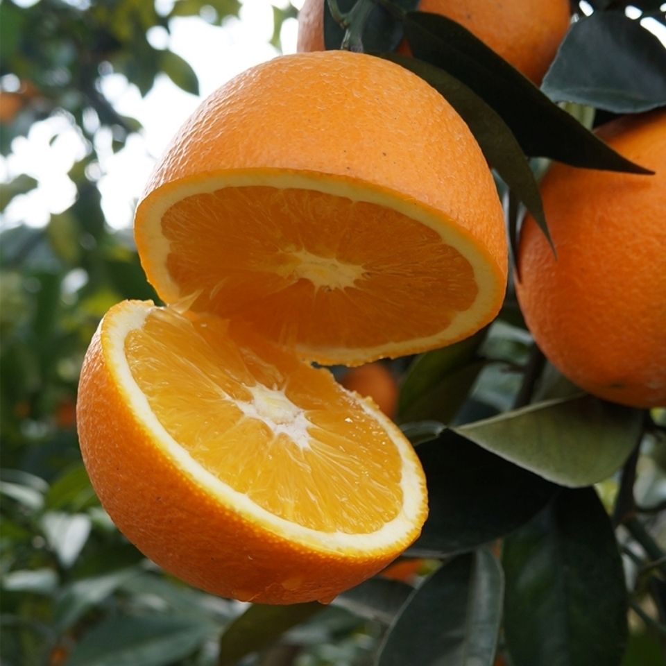 夏橙和脐橙的区别是什么（脐橙树的寿命有几年）