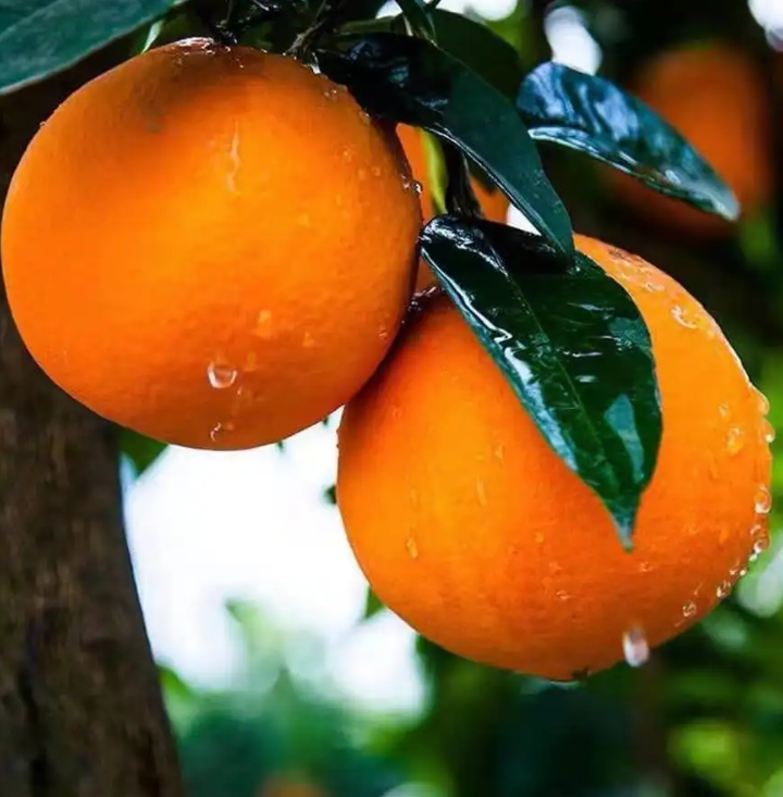 赣南脐橙和皇帝柑的区别（脐橙的七种储藏方法你会几种？）
