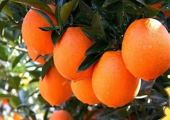 如何种植脐橙树苗成活率高？（脐橙施什么肥最好）
