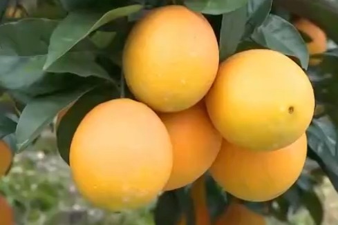 脐橙定植7个方法介绍（青秋脐橙优点和缺点深度解析）