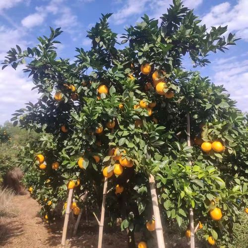 脐橙春季剪枝时间及方法介绍（脐橙幼树、生长结果树施肥期及施肥量）