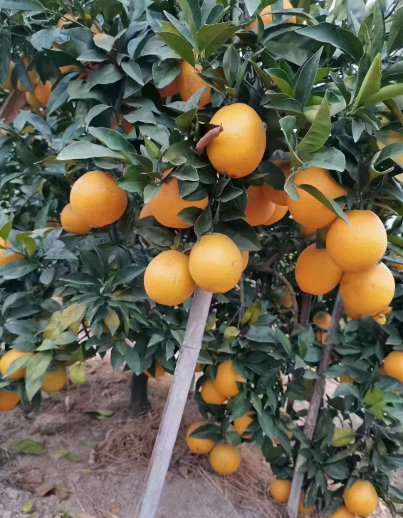 脐橙的种植环境（脐橙夏剪技术和剪后管理）