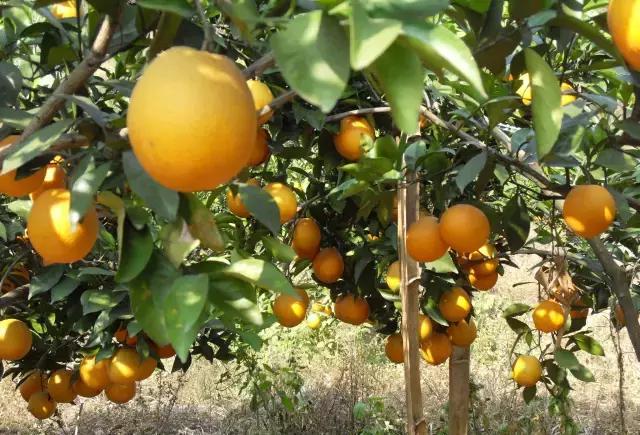 脐橙生长时期需要掌握的肥料施加办法（脐橙多头高接换种的技术）
