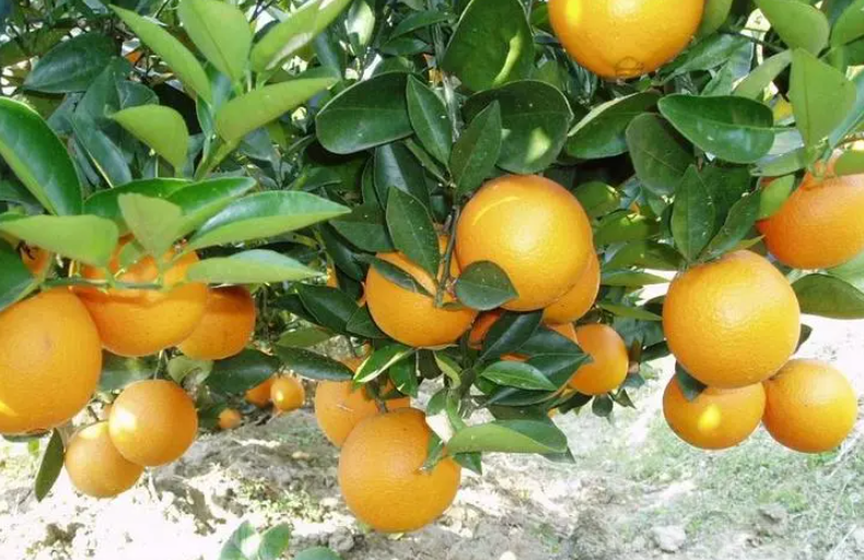 家里怎么种橙子（警惕高温低湿天气造成脐橙严重落果）