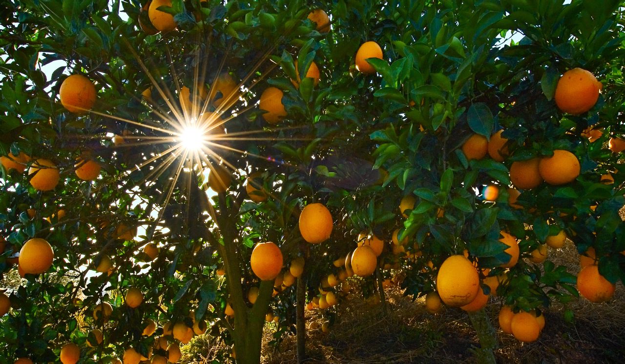 橙子树树叶发黄的原因（赣南脐橙生产机械化作业规程）