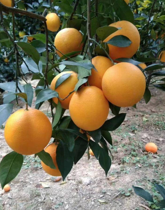 橙子里面白色的皮可以吃吗 橙子里面白色的皮有什么作用（橙子皮能吃吗？）