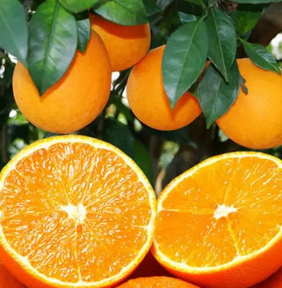 种植橙子用这些方法，成活率翻倍（脐橙果实采后商品化处理技术）