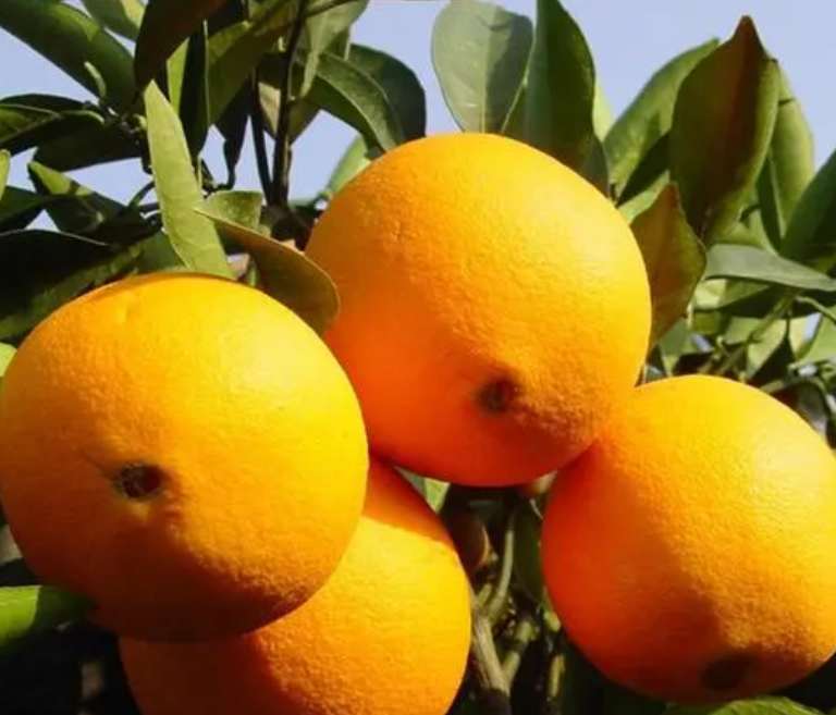 橙子的功效作用及禁忌预防（精品脐橙套袋技术）