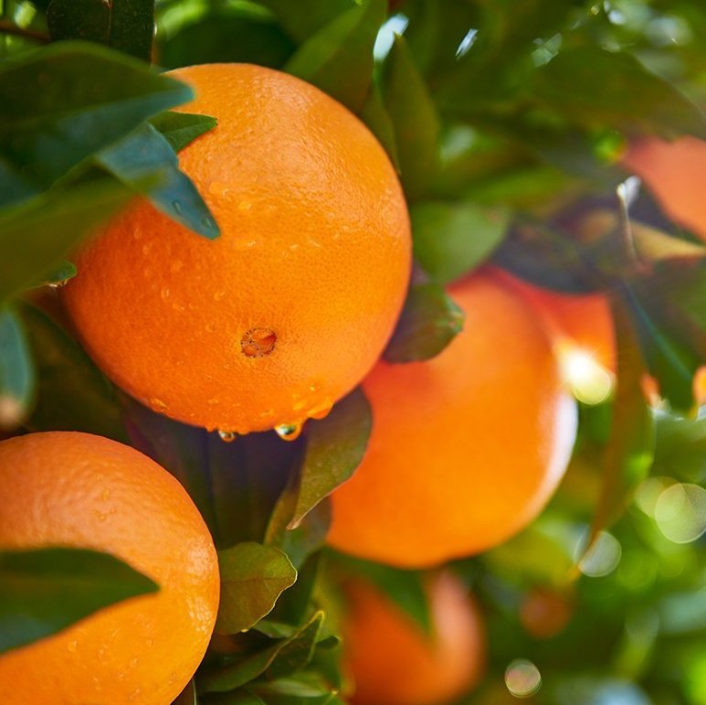 橙子一天最多能吃几个不会变黄每天吃橙子脸会变黄吗（脐橙栽培技术 脐橙落花落果的观察）
